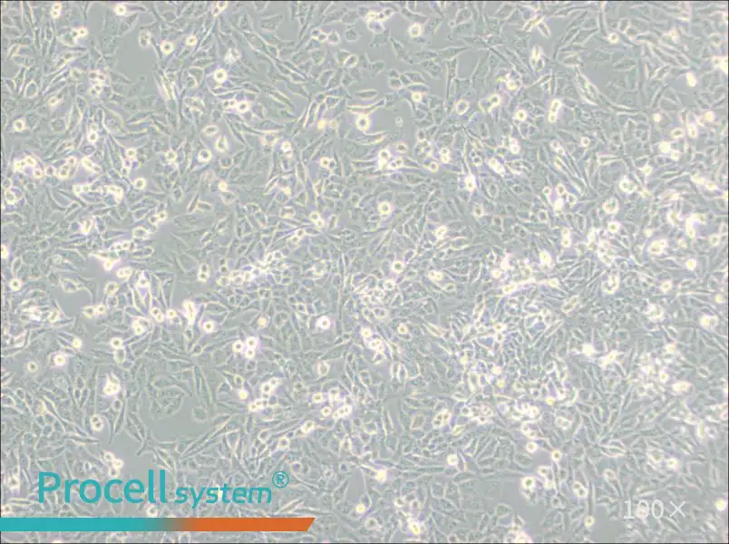NCI-H157 Cell Complete MediumNCI-H157 Cell Complete Medium - 3