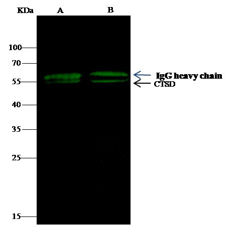 Recombinant Cathepsin D/CTSD Monoclonal Antibody-searchlist-1