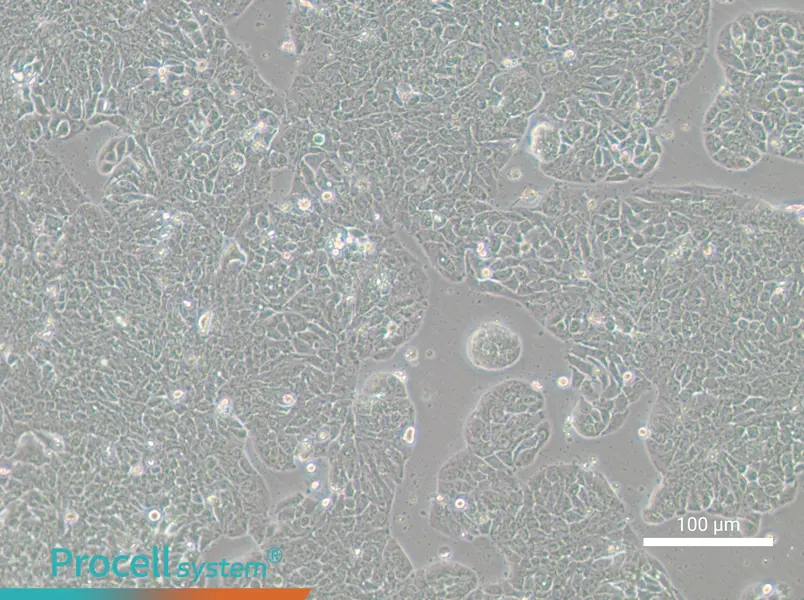 HT-29-GFPHT-29-GFP - 2