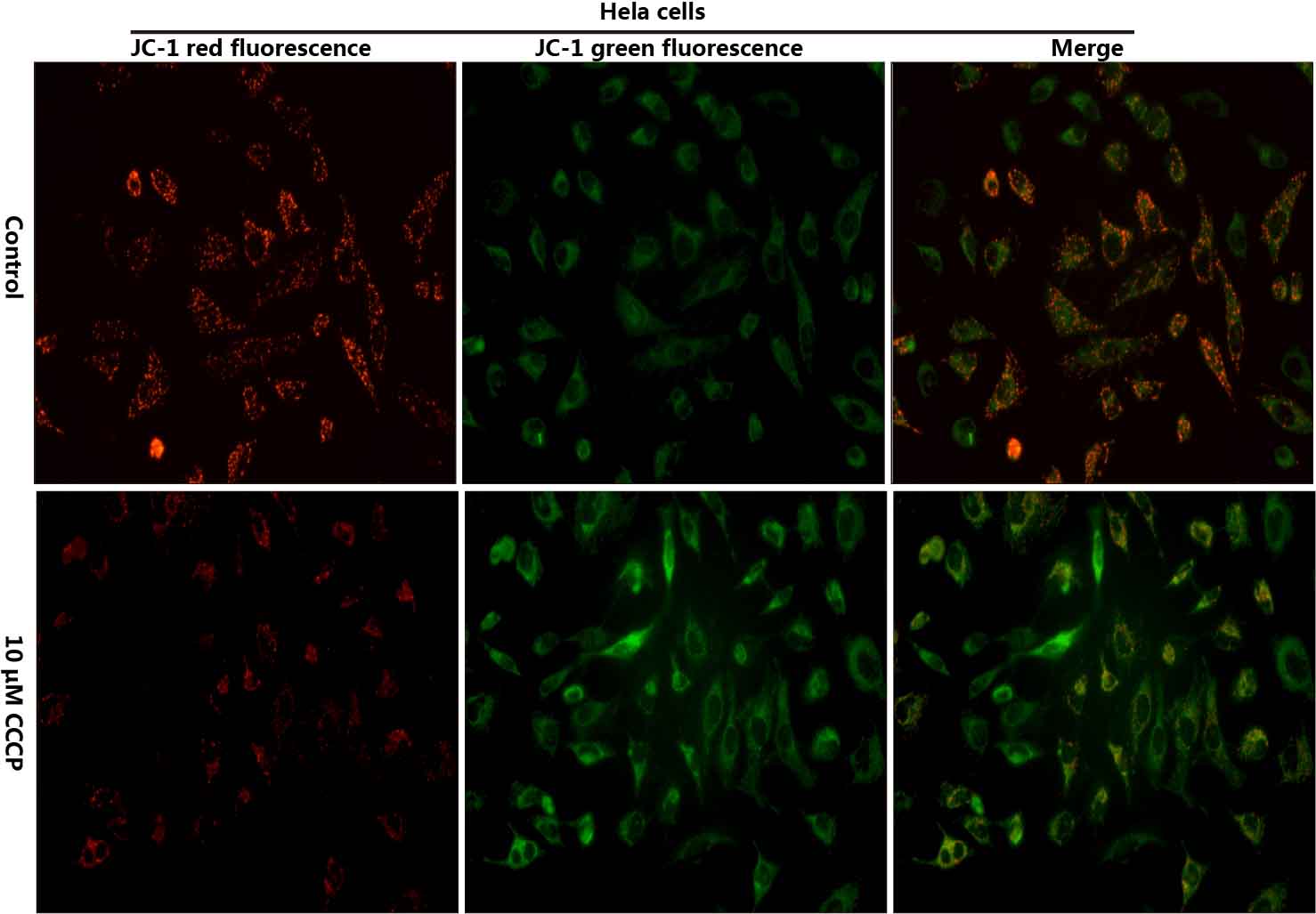 Mitochondrial Membrane Potential Assay Kit (with JC-1)-1