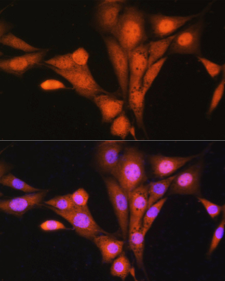 Immunofluorescence analysis of NIH/3T3 cells using ASNA1 Polyclonal antibody at dilution of 1:100. Blue: DAPI for nuclear staining.