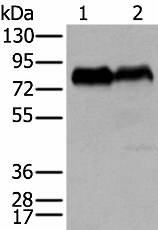 Western blot analysis of PC-3 and K562 cell lysates  using CD55 Polyclonal Antibody at dilution of 1:350