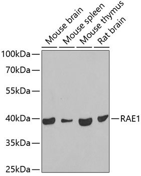 Western blot analysis of extracts of various cell lines using RAE1 Polyclonal Antibody at 1:1000 dilution.