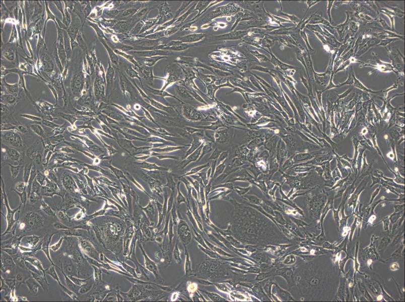 FRhK-4 Cell Complete Medium - 3