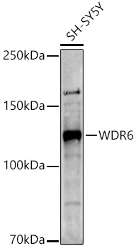 Western blot analysis of extracts of SH-SY5Y cells using WDR6 Polyclonal Antibody at 1:1000 dilution.