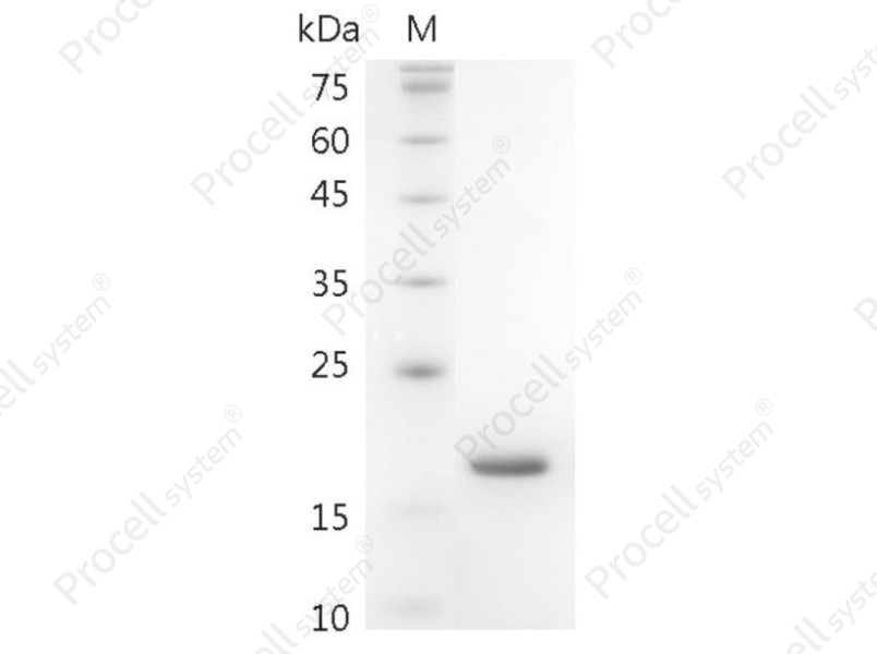 GM-CSF/CSF2, Swine, Recombinant