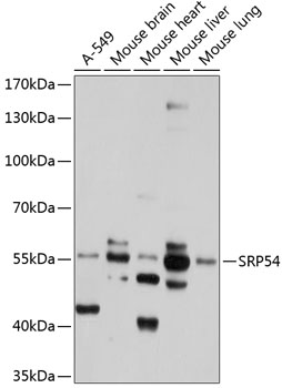 Western blot analysis of extracts of various cell lines using SRP54 Polyclonal Antibody at 1:1000 dilution.