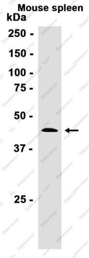 Recombinant RBBP4 Monoclonal Antibody - 2