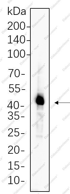Recombinant Caspase-1 Monoclonal Antibody - 1