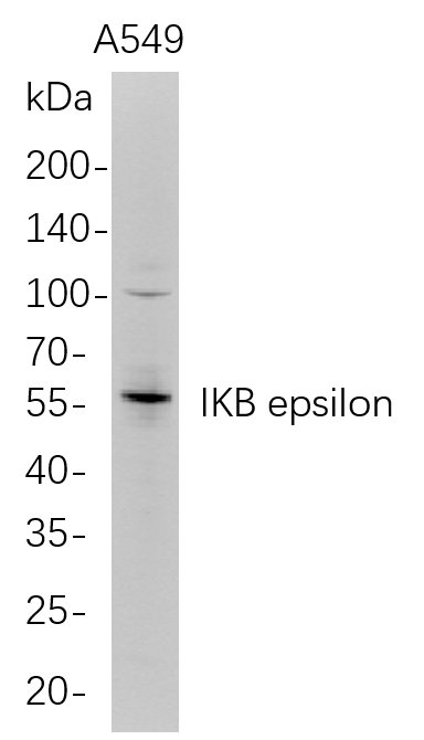 Recombinant IKB epsilon Monoclonal Antibody-searchlist-1