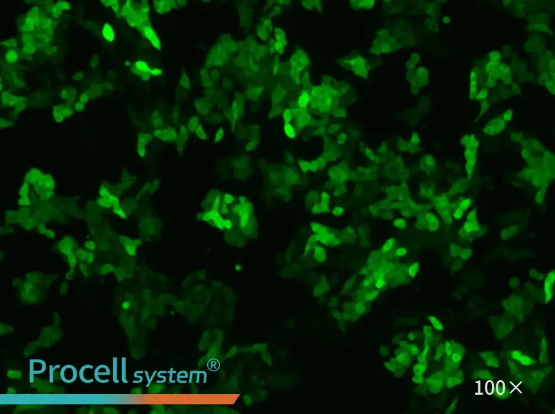 SW620-GFP Cell Complete MediumSW620-GFP Cell Complete Medium - 3