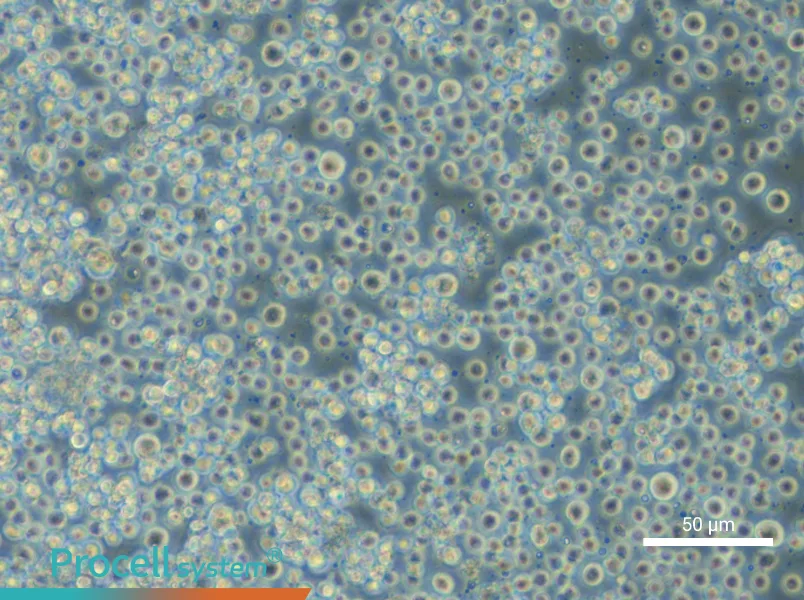 KG-1 Cell Complete MediumKG-1 Cell Complete Medium - 4
