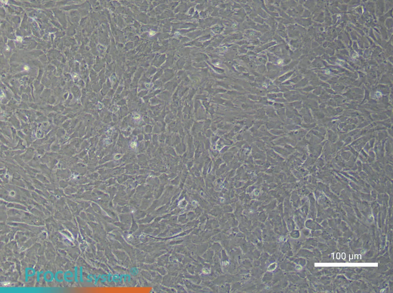 Rat Optic Papilla Astrocyte Complete Medium - 2