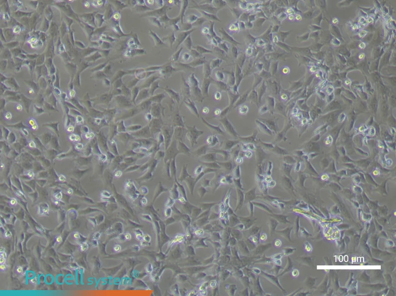 Rabbit Articular Chondrocyte Complete Medium - 3