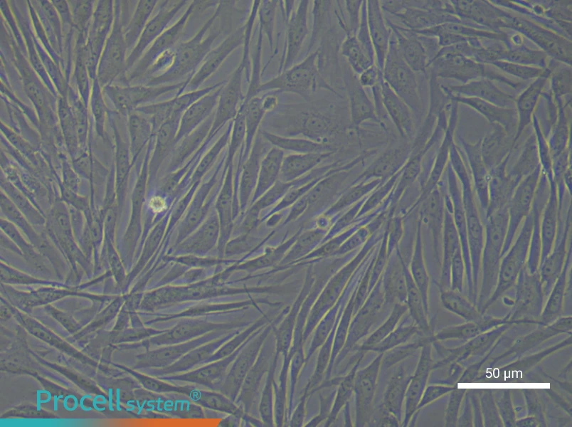 Human Pulmonary Artery Fibroblast Complete Medium - 4