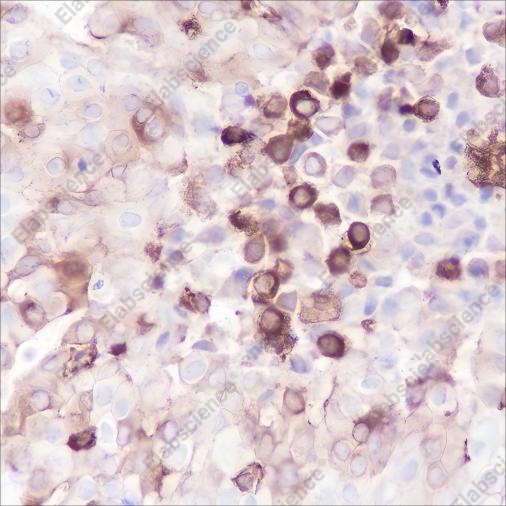 Recombinant Phospho-S6 Ribosomal Protein (Ser235, Ser236) Monoclonal Antibody - 2