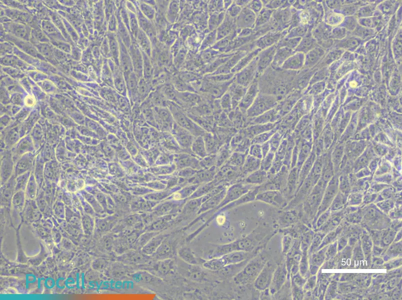 IPAM 3D4/21 Cell Complete MediumIPAM 3D4/21 Cell Complete Medium - 6