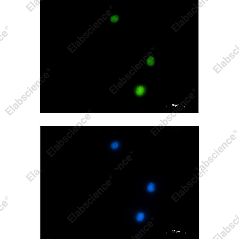 Recombinant NUP50 Monoclonal Antibody - 2