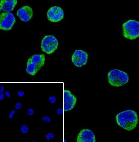 Recombinant eIF3G Monoclonal Antibody - small - 6