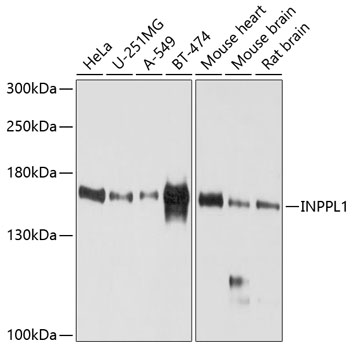 Western blot analysis of extracts of various cell lines using INPPL1 Polyclonal Antibody at dilution of 1:1000.