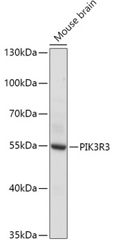 Western blot analysis of extracts of Mouse brain using PIK3R3 Polyclonal Antibody at dilution of 1:1000.