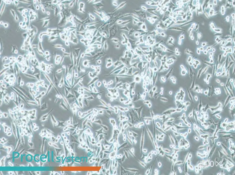 NCI-H1993 Cell Complete MediumNCI-H1993 Cell Complete Medium - 3