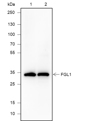 Recombinant FGL1 Monoclonal Antibody-searchlist-1