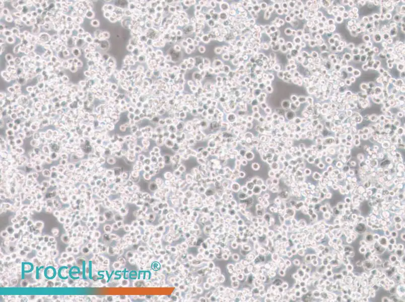 Sf21 Cell Complete MediumSf21 Cell Complete Medium - 3