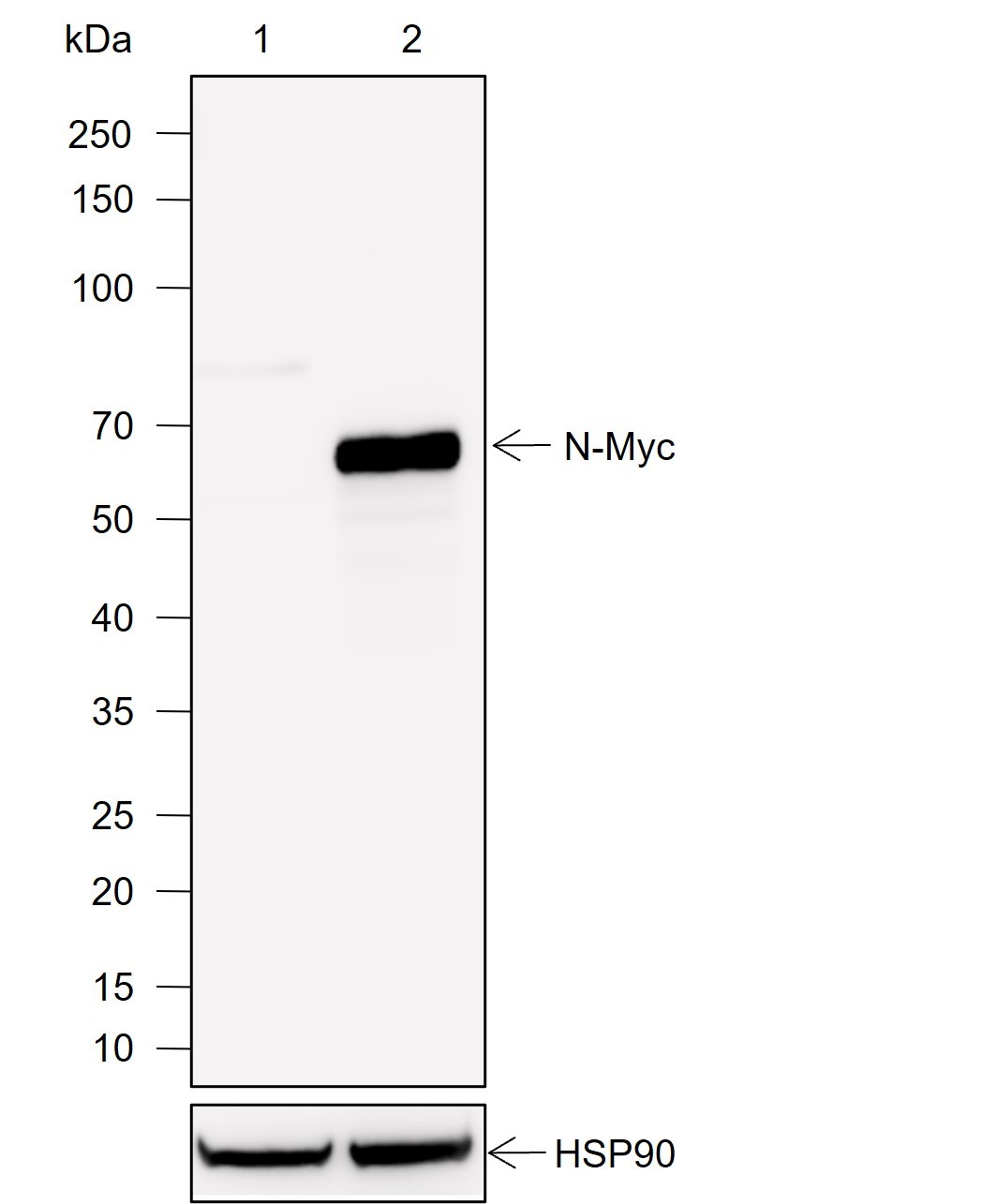 Recombinant N-Myc Monoclonal Antibody-searchlist-1