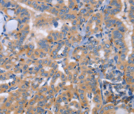 CD328 Polyclonal Antibody - 3