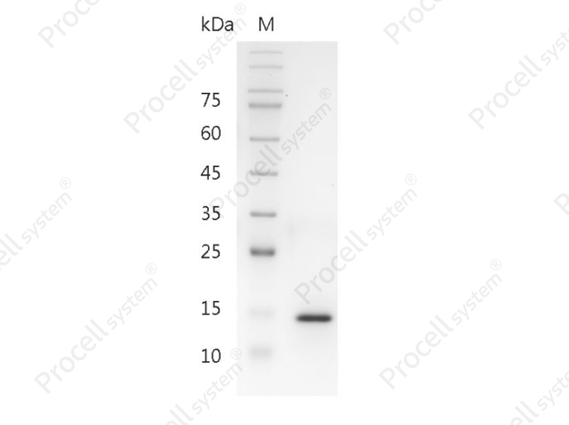 IL-17A/CTLA-8, Human, Recombinant