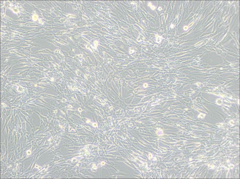 U-118 MG Cell Complete MediumU-118 MG Cell Complete Medium - 2