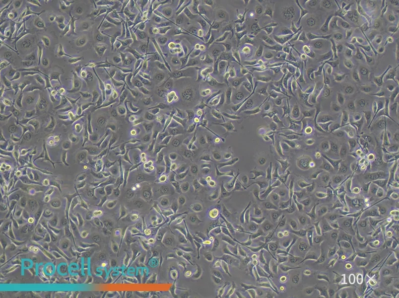 TE-1 Cell Complete Medium - 3