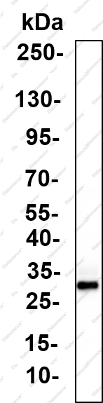 Recombinant MyD88 Monoclonal Antibody - 1
