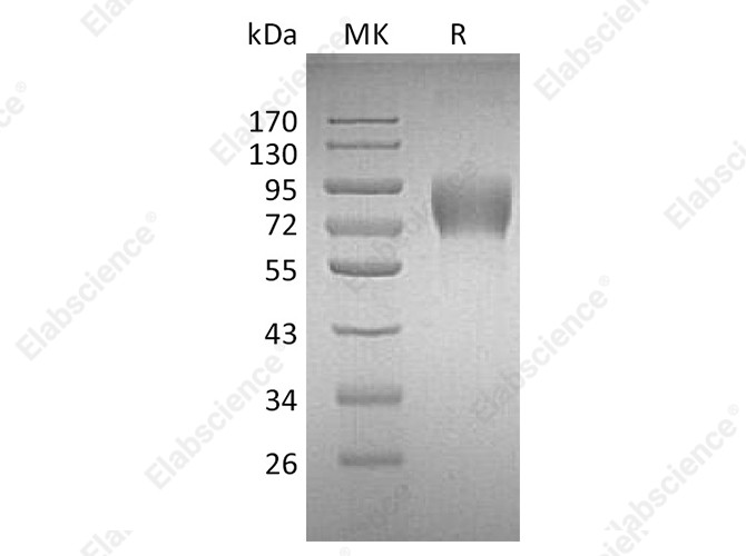 Recombinant Human CD226/DNAM-1 Protein (Fc Tag) - 1