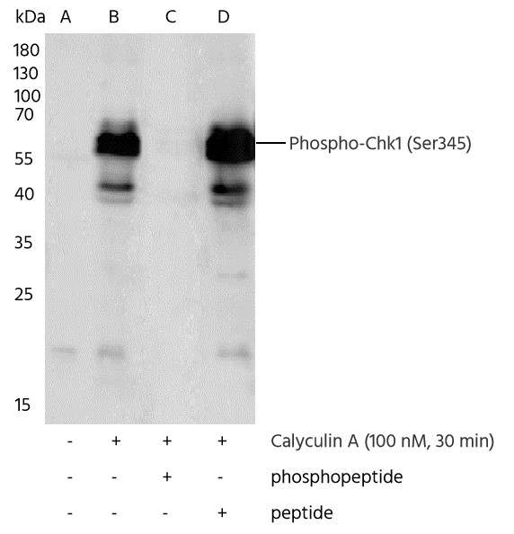 Recombinant Phospho-Chk1 (Ser345) Monoclonal Antibody - small - 2