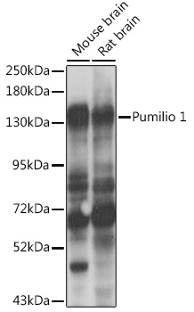 Western blot analysis of extracts of various cell lines using Pumilio 1 Polyclonal Antibody at 1:1000 dilution.