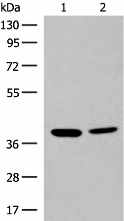 Western blot analysis of K562 and HEPG2 cell lysates  using MRM1 Polyclonal Antibody at dilution of 1:400