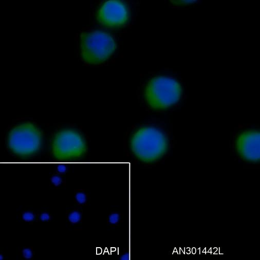 Recombinant B7-H3/CD276 Monoclonal Antibody - small - 8