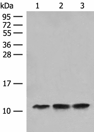 Western blot analysis of Human fetal liver tissue Hela cell HEPG2 cell lysates  using ATP5L Polyclonal Antibody at dilution of 1:500