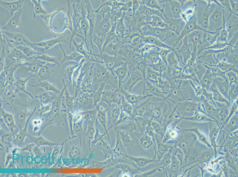 MG-63 Cell Complete Medium - small - 4