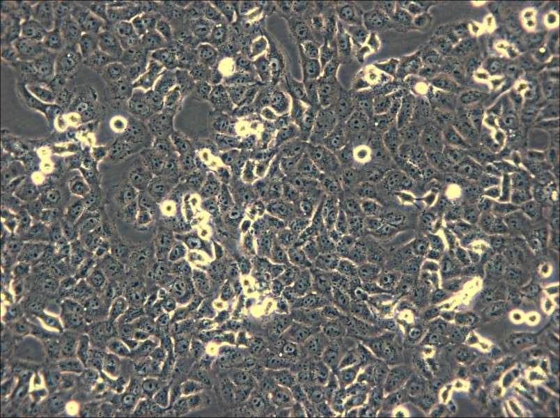 IOMM-Lee Cell Complete Medium - small - 7