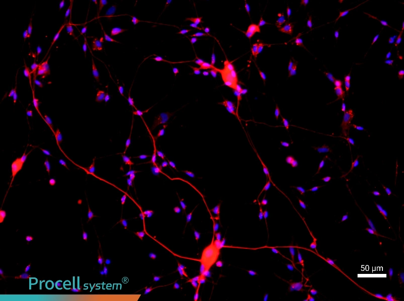 Rat Spinal Cord Neuron Complete Medium - 1