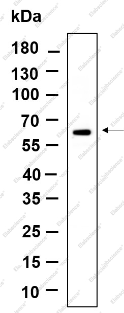 Recombinant POC5 Monoclonal Antibody - 1