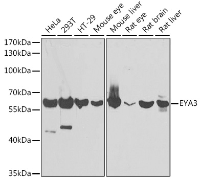 Western blot analysis of extracts of various cell lines using EYA3 Polyclonal Antibody at 1:1000 dilution.