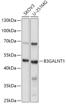 Western blot analysis of extracts of various cell lines using B3GALNT1 Polyclonal Antibody at 1:1000 dilution.