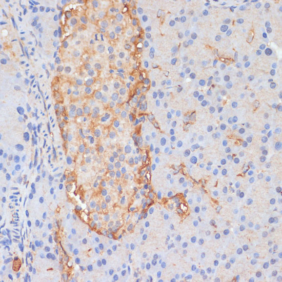 Immunohistochemistry of paraffin-embedded Rat pancreas using DLL1 Polyclonal Antibody at dilution of  1:100 (40x lens).