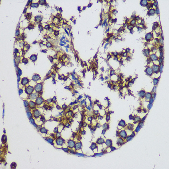 Immunohistochemistry of paraffin-embedded Mouse testis using TEX101 Polyclonal Antibody at dilution of 1:100 (40x lens).Perform microwave antigen retrieval with 10 mM PBS buffer pH 7.2 before commencing with IHC staining protocol.