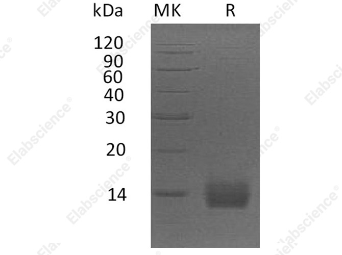 Recombinant Human Apolipoprotein A2/ApoA2 Protein (His Tag) - 1