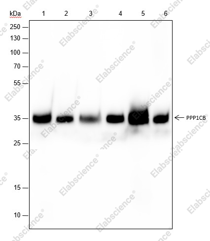 Recombinant PPP1CB Monoclonal Antibody - 1